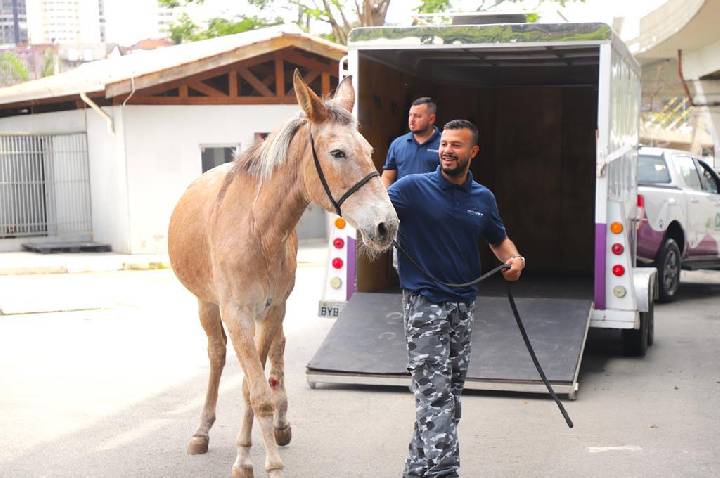 Animais em risco ganham atendimento e proteção em Barueri