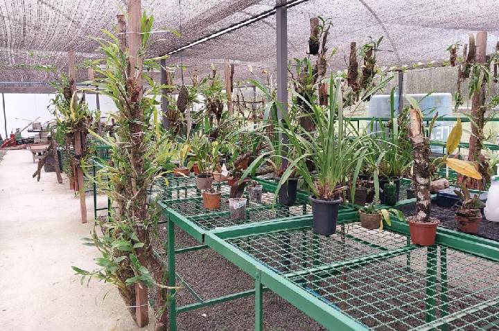 Barueri abre inscrições para curso gratuito de cultivo de orquídeas