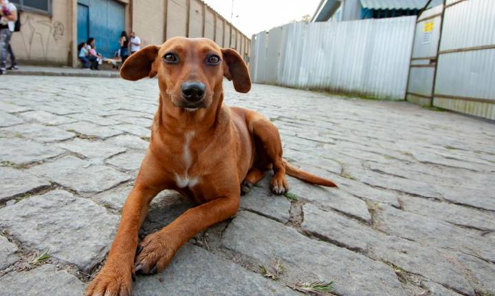 Governo de SP sanciona lei que reconhece “Vira-Lata Caramelo” como expressão cultural