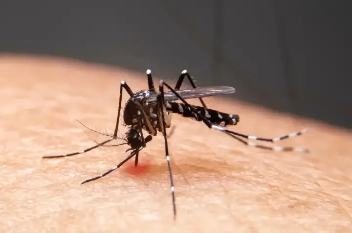 Mudanças climáticas já causam aumento de doenças infecciosas no país