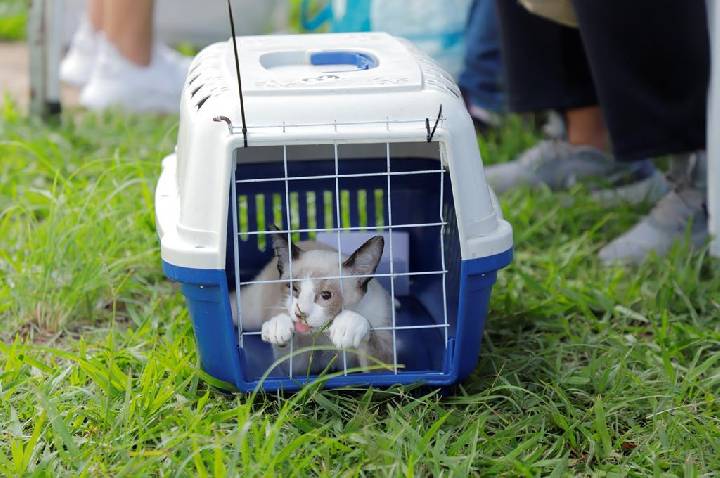 Prefeitura de Barueri abre agenda de castração gratuita para mais de 300 cães e gatos em julho