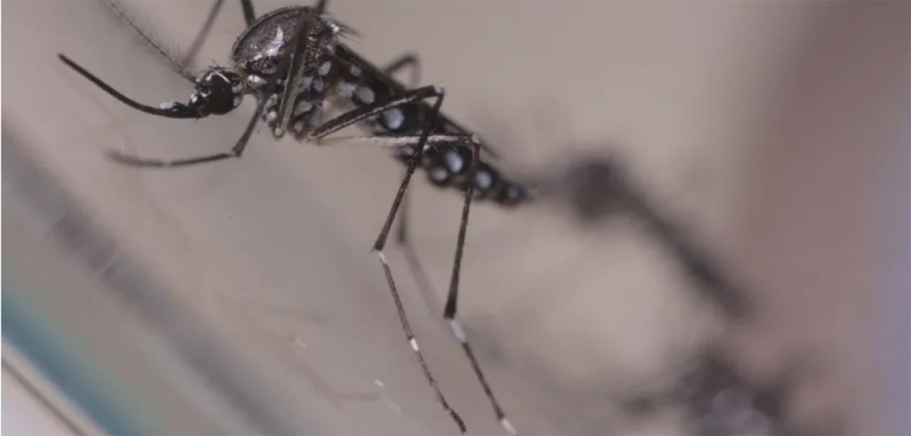 Em seis meses, Brasil registra 130% mais mortes por dengue do que todo o ano de 2021