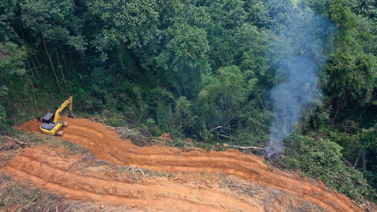 Colapso da Amazônia está mais próximo do que se pensava, aponta estudo