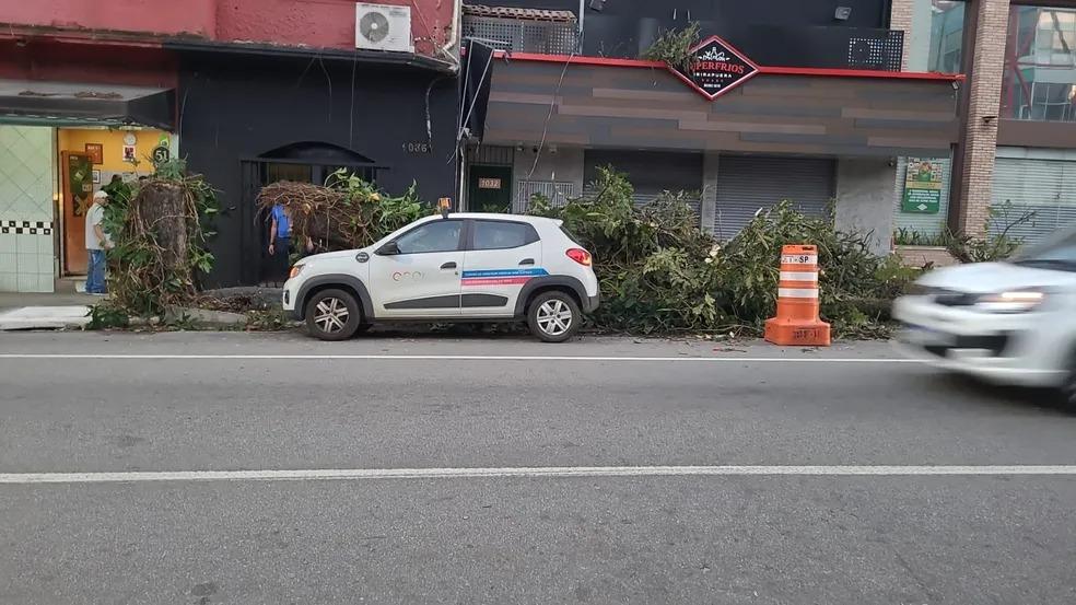 Ciclone extratropical: Ventania em SP derruba árvores e faz placas de prédio na Zona Sul caírem