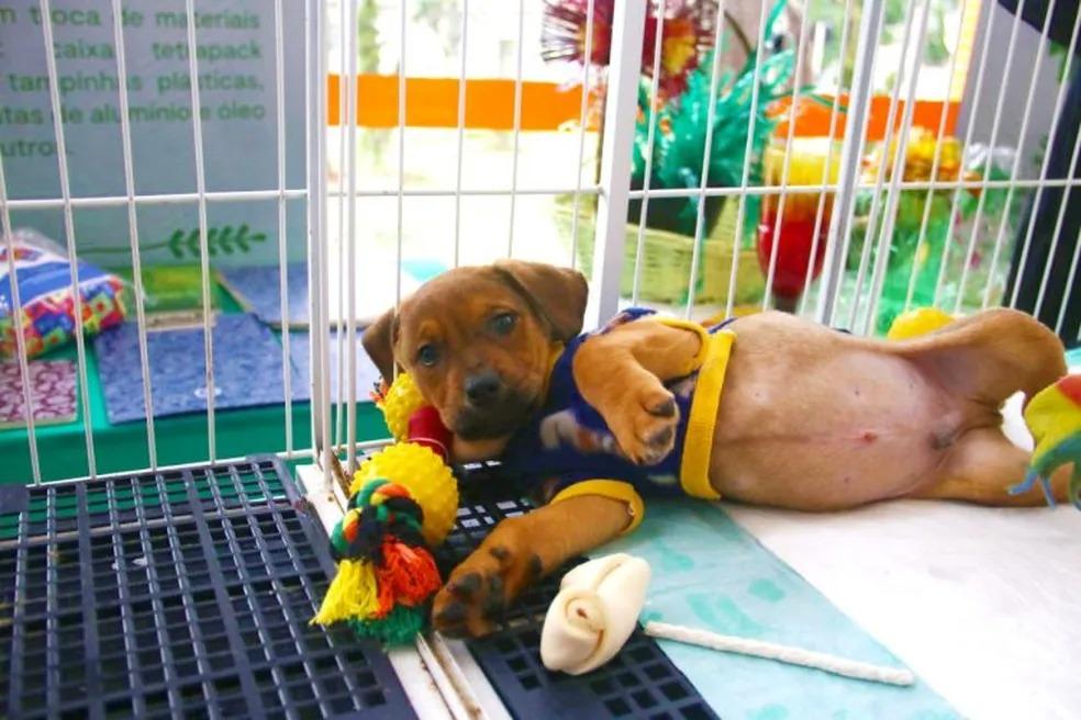 Empresários pressionam governo de SP por veto a PL que proíbe venda de animais em pet shops e sites; ONGs querem lei
