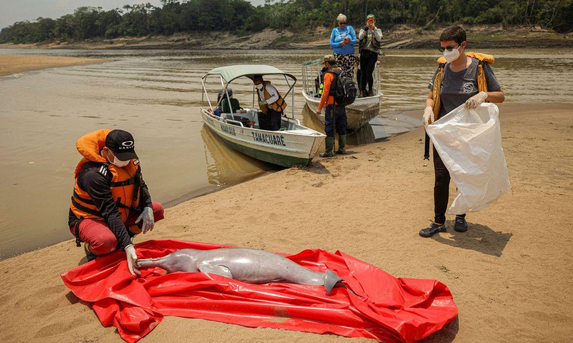 Botos: para evitar mortes, trechos quentes do Lago Tefé serão isolados