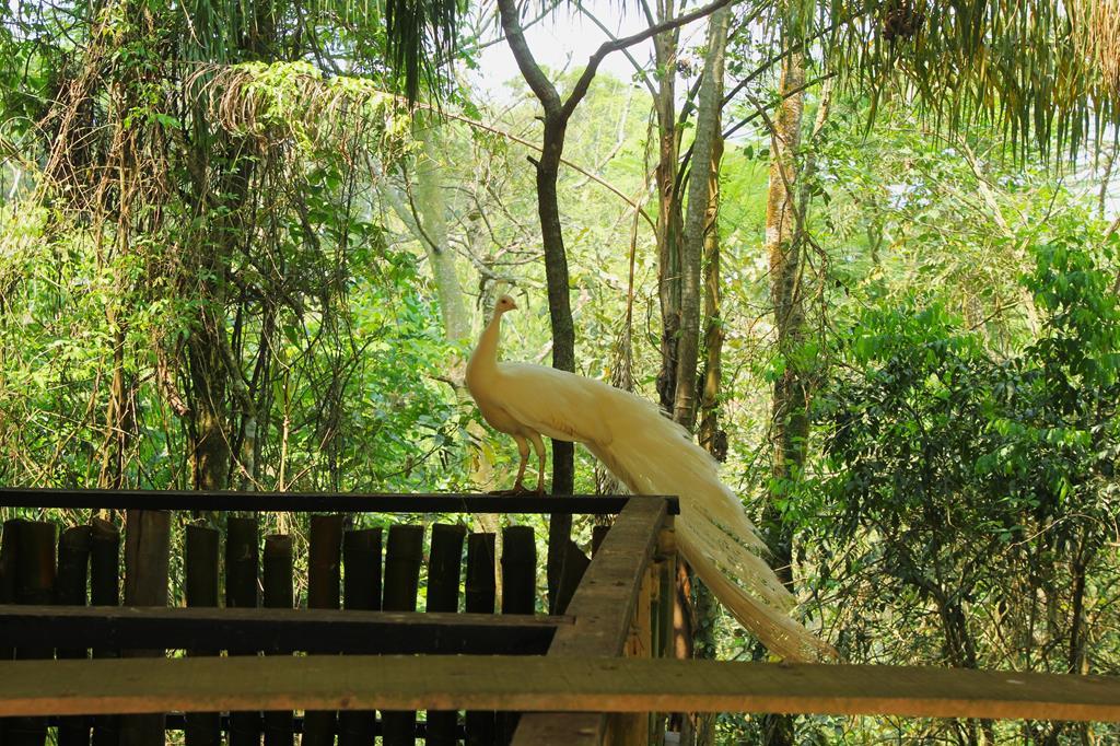 Cetas inaugura nova área de soltura devolvendo 66 aves à natureza