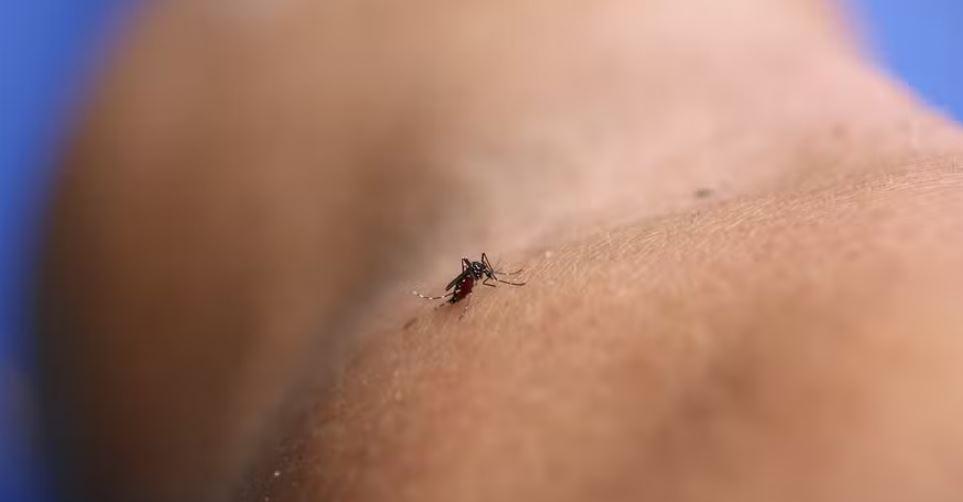 Casos de dengue em SP sobem 26% este ano; 4 mortes são confirmadas