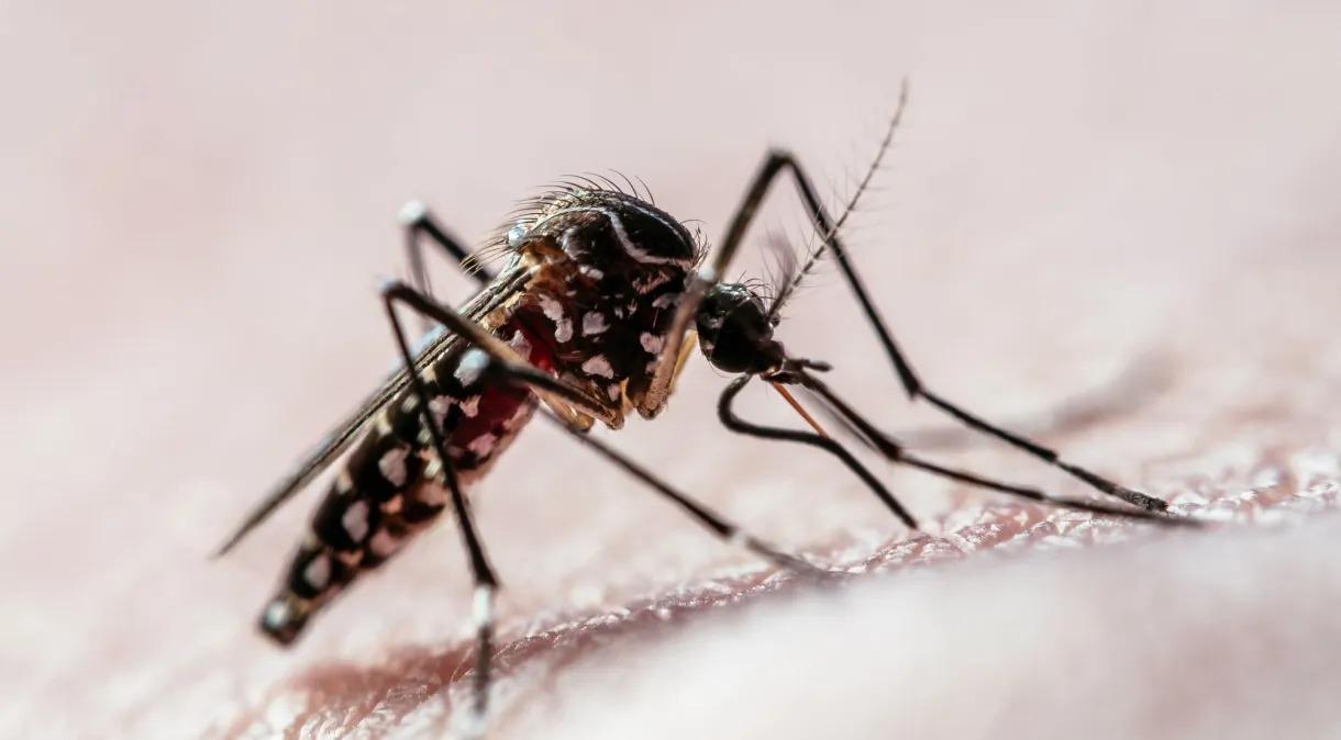 Cidade de São Paulo decreta hoje estado de emergência por dengue
