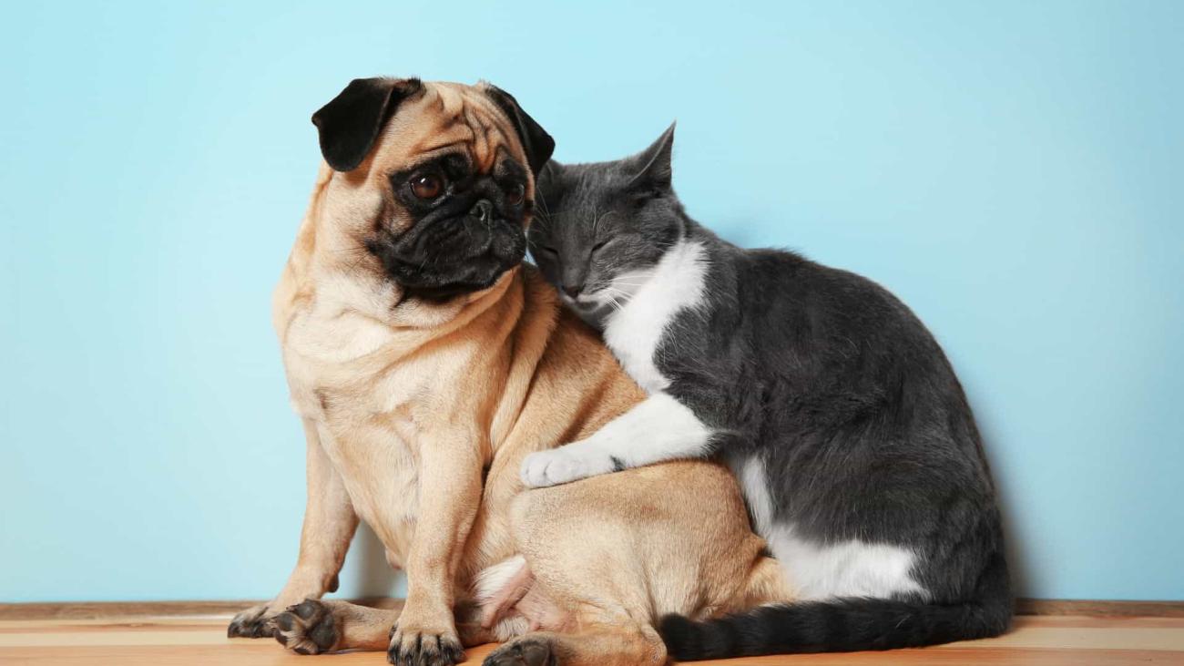 Câmara aprova projeto que obriga aéreas a rastrear transporte de pets