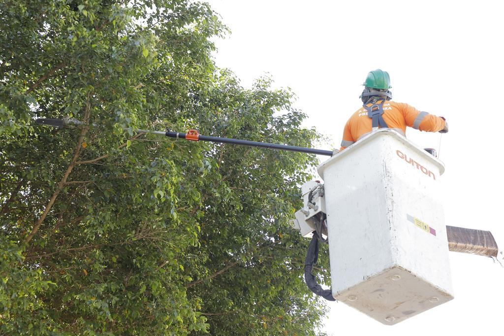 Barueri inicia um novo modelo de gestão de arborização urbana