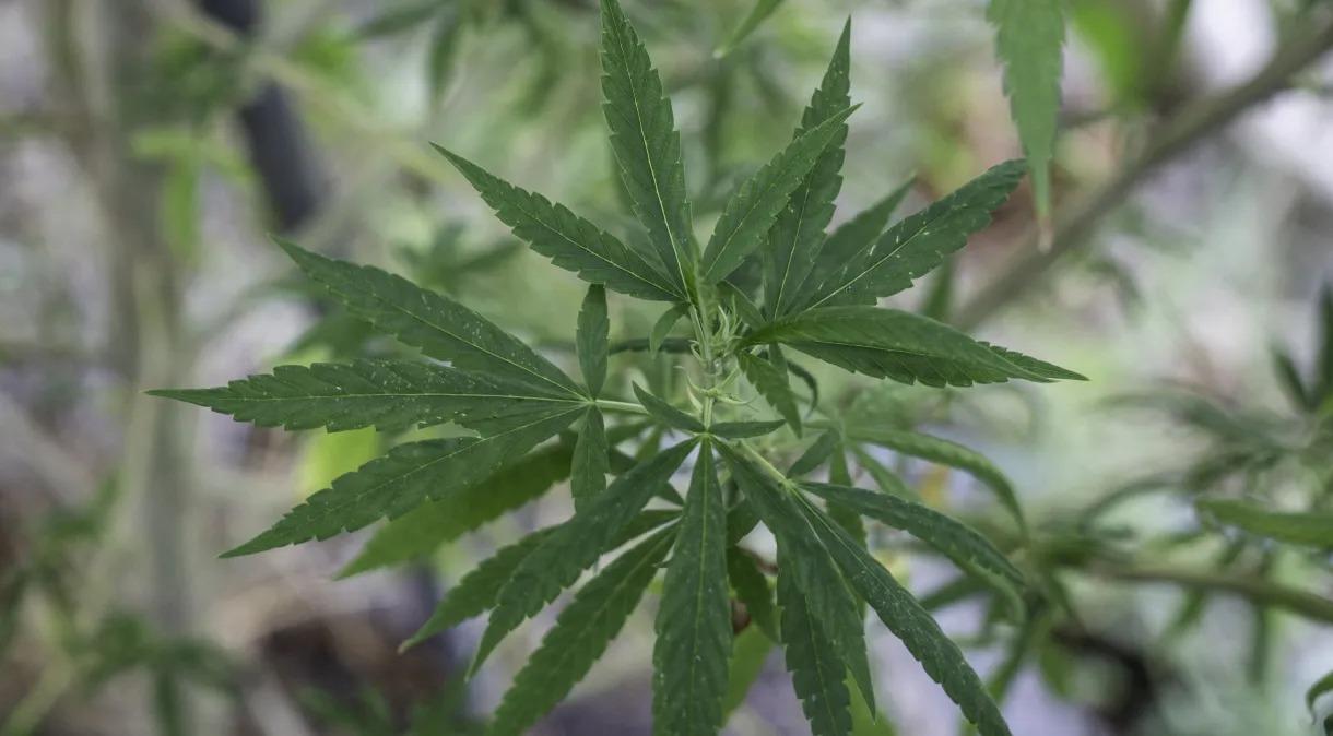 Uso de maconha continua ilegal, mas deixa de ser crime; entenda o que o STF ainda precisa definir