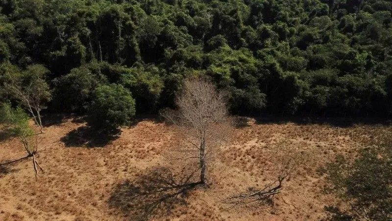 Brasil já desmatou 33% de toda sua vegetação nativa, mostra estudo inédito
