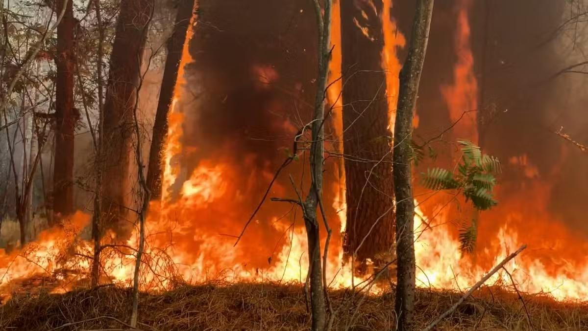 Incêndios no interior de SP deixam três mortos, 800 desabrigados e 48 cidades em alerta