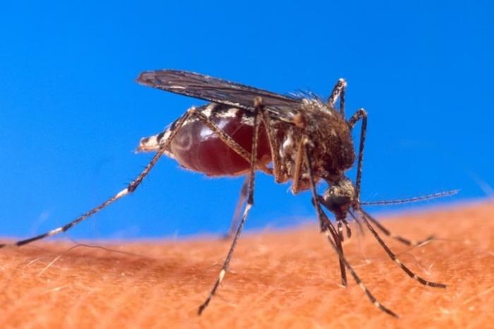 Governo investiga 3 casos de dengue por transfusão de sangue em SP