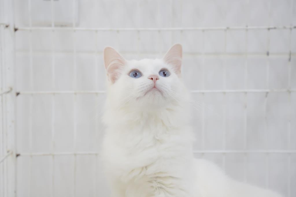 Último agendamento de castração do ano abre novas vagas no dia 27 de novembro