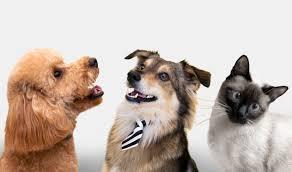 Governo cria Cadastro Nacional de Animais Domésticos, com número de identidade para cães e gatos