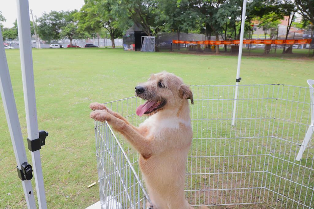 Castração de pets: agendamento será no dia 5