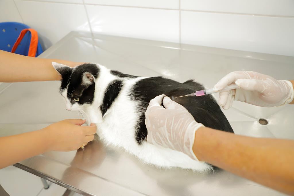DTCZ a postos para vacinar os pets contra a raiva