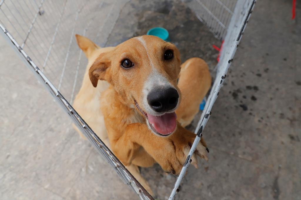 Começaram as feiras de adoção de pets de julho