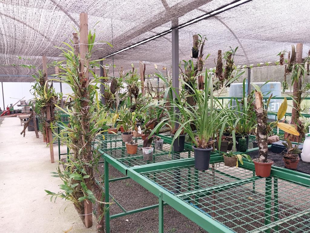 Barueri abre inscrições para curso gratuito de cultivo de orquídeas