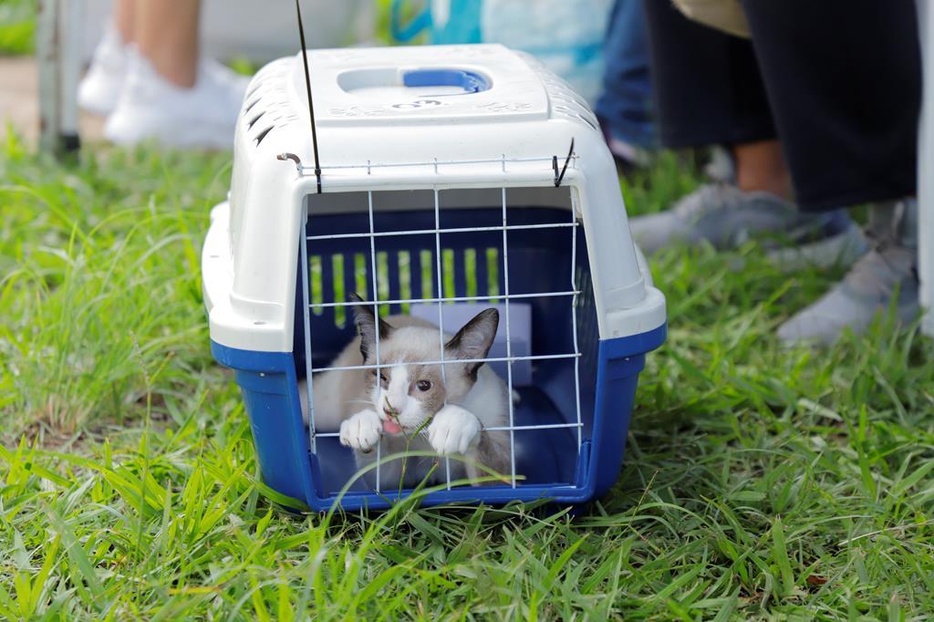 Prefeitura de Barueri abre agenda de castração gratuita para mais de 300 cães e gatos em julho